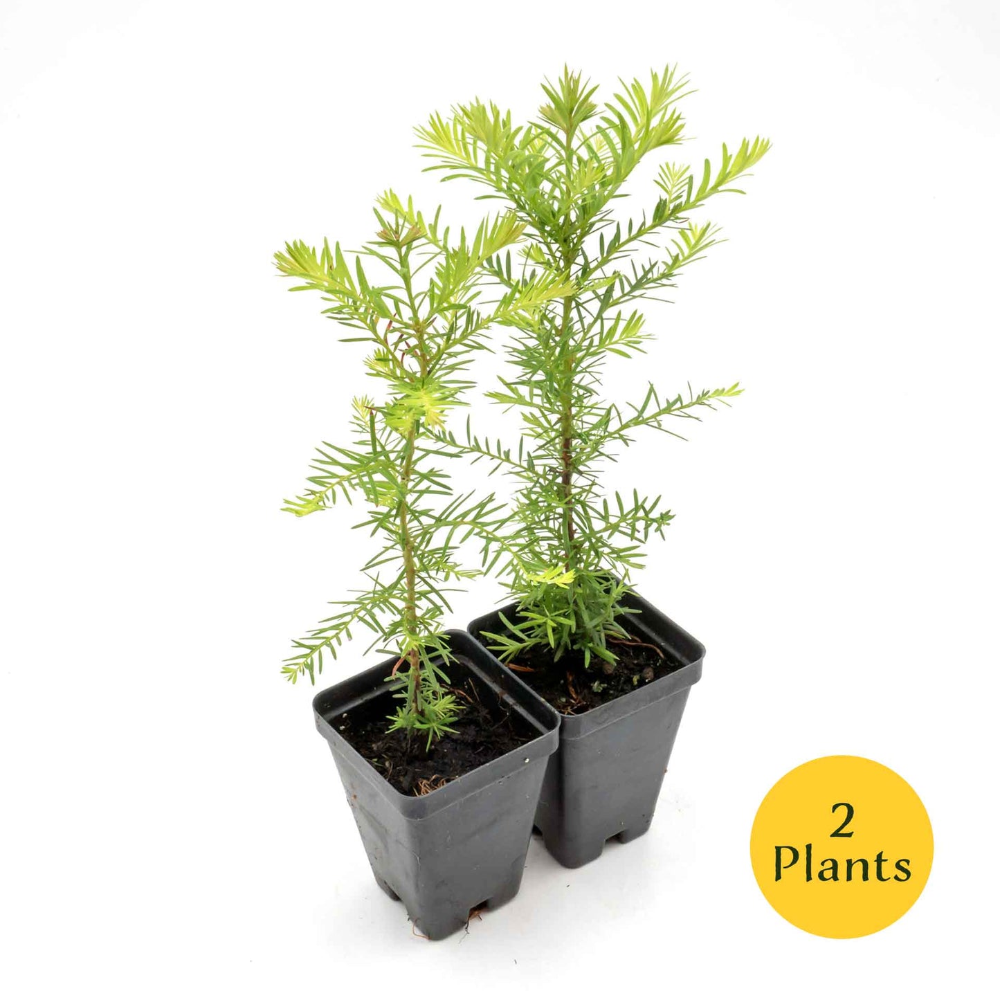 Coastal Redwood in 2.5” Nursery Cubes (Sequoia sempervirens) | Majestic Evergreen Tree for Shade, Privacy & Wildlife | Ready-to-Plant