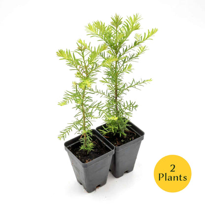 Coastal Redwood in 2.5” Nursery Cubes (Sequoia sempervirens) | Majestic Evergreen Tree for Shade, Privacy & Wildlife | Ready-to-Plant