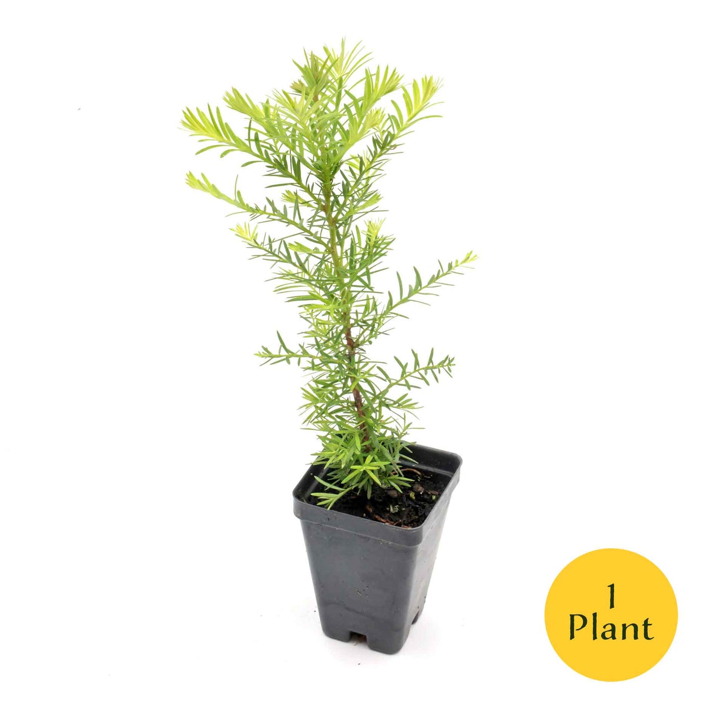 Coastal Redwood in 2.5” Nursery Cubes (Sequoia sempervirens) | Majestic Evergreen Tree for Shade, Privacy & Wildlife | Ready-to-Plant