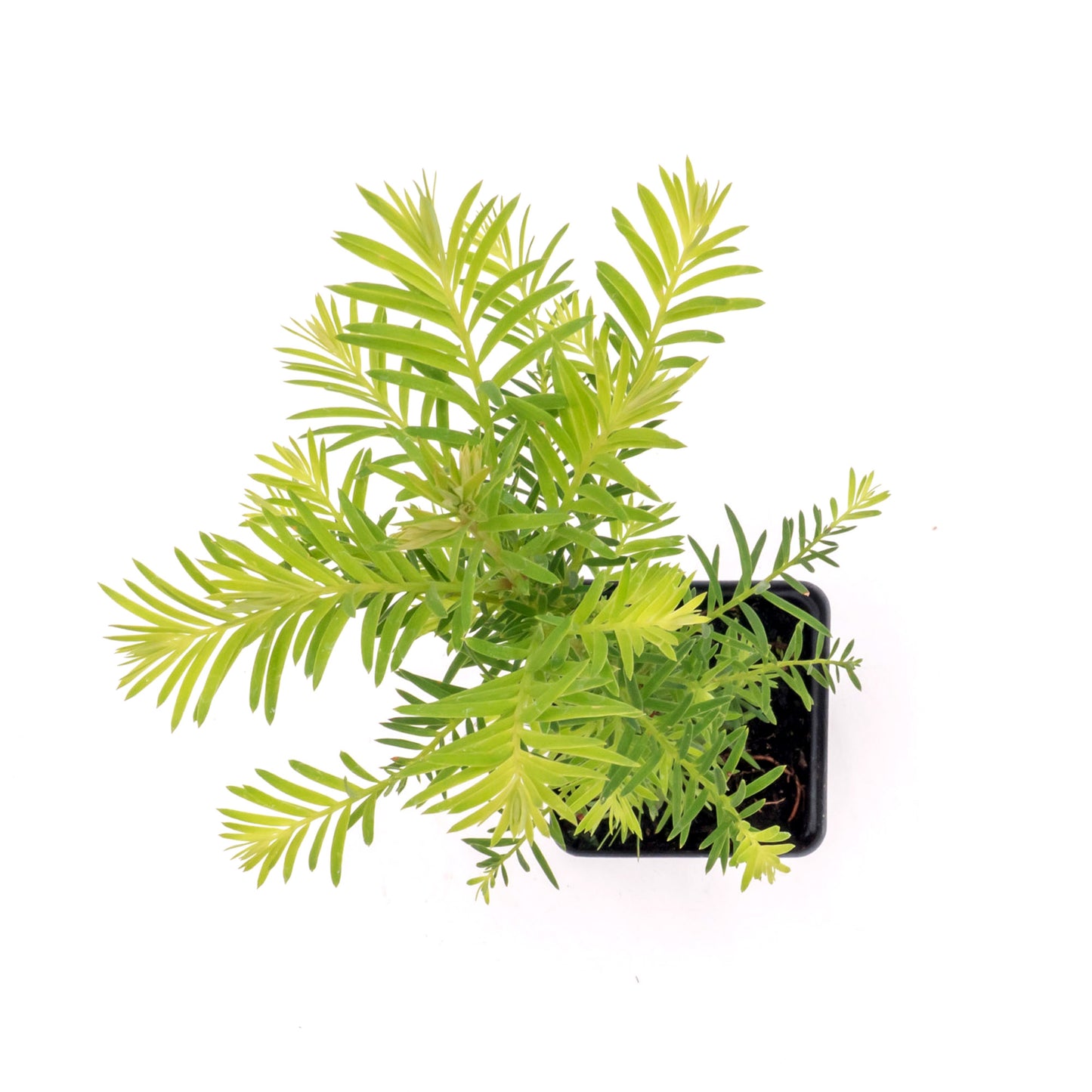 Coastal Redwood | Live Sapling in 2.5 Inch Nursery Cube | Sequoia sempervirens