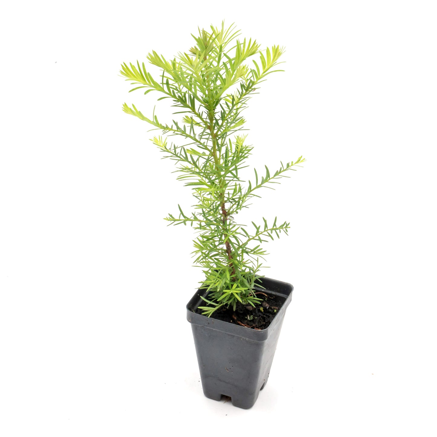 Coastal Redwood | Live Sapling in 2.5 Inch Nursery Cube | Sequoia sempervirens