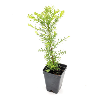 Coastal Redwood | Live Sapling in 2.5 Inch Nursery Cube | Sequoia sempervirens