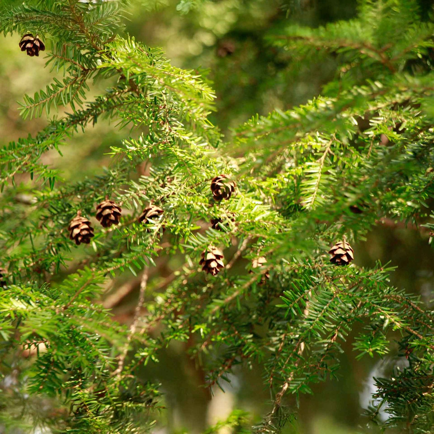Coastal Redwood in 2.5” Nursery Cubes (Sequoia sempervirens) | Majestic Evergreen Tree for Shade, Privacy & Wildlife | Ready-to-Plant