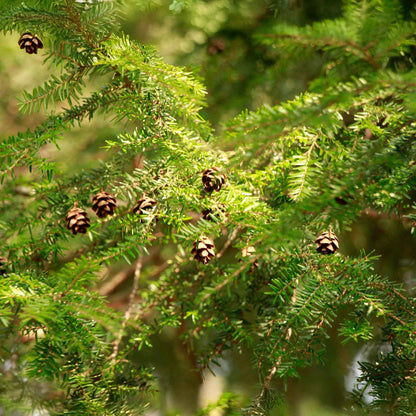 Coastal Redwood in 2.5” Nursery Cubes (Sequoia sempervirens) | Majestic Evergreen Tree for Shade, Privacy & Wildlife | Ready-to-Plant