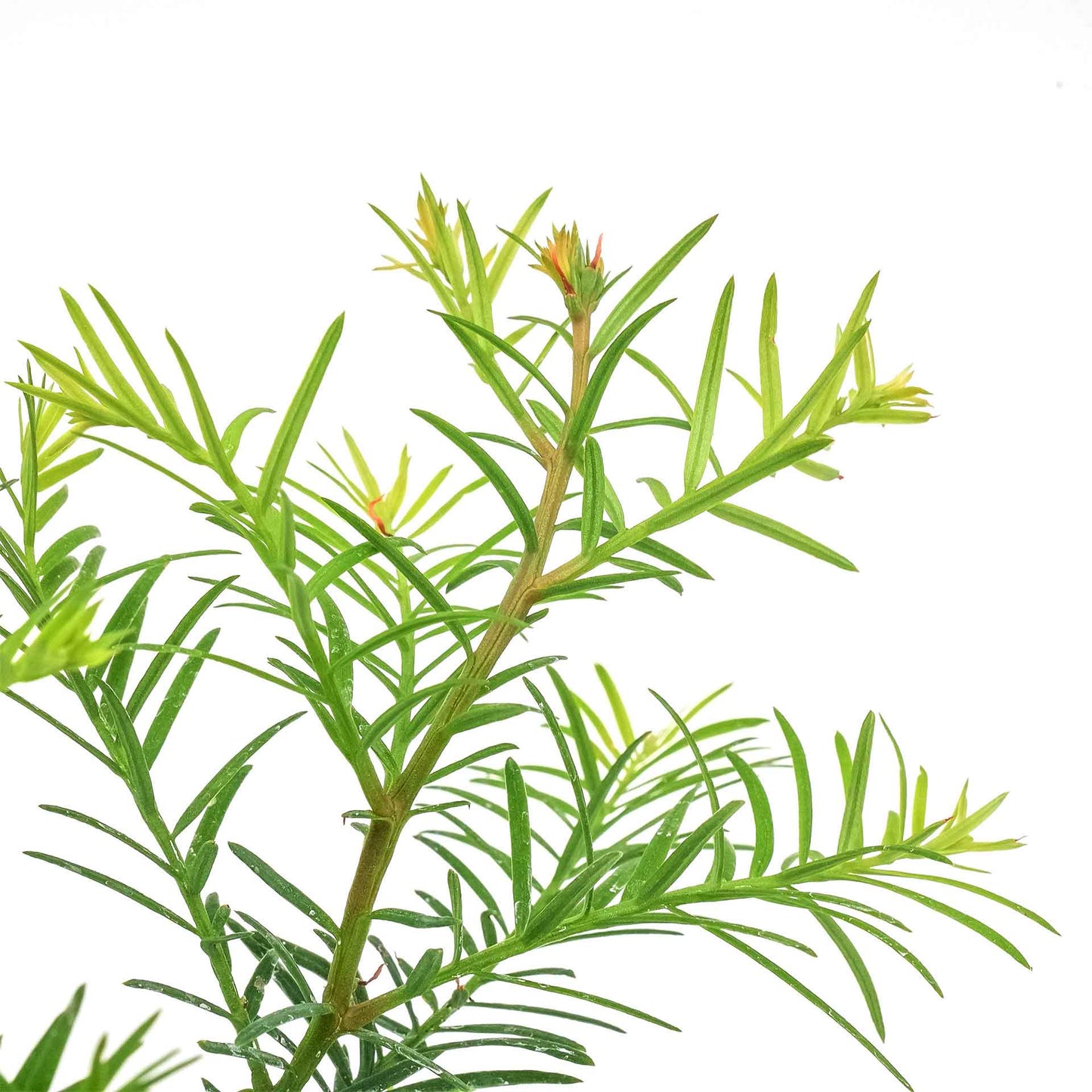 Coastal Redwood in 2.5” Nursery Cubes (Sequoia sempervirens) | Majestic Evergreen Tree for Shade, Privacy & Wildlife | Ready-to-Plant