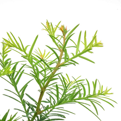 Coastal Redwood in 2.5” Nursery Cubes (Sequoia sempervirens) | Majestic Evergreen Tree for Shade, Privacy & Wildlife | Ready-to-Plant