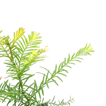 Coastal Redwood in 2.5” Nursery Cubes (Sequoia sempervirens) | Majestic Evergreen Tree for Shade, Privacy & Wildlife | Ready-to-Plant