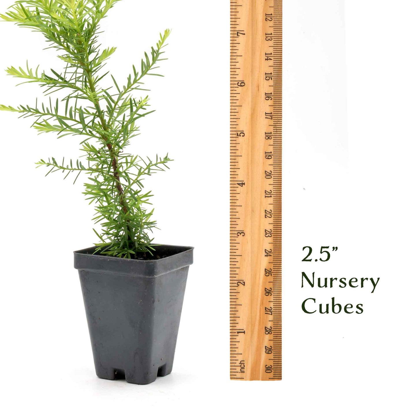 Coastal Redwood in 2.5” Nursery Cubes (Sequoia sempervirens) | Majestic Evergreen Tree for Shade, Privacy & Wildlife | Ready-to-Plant