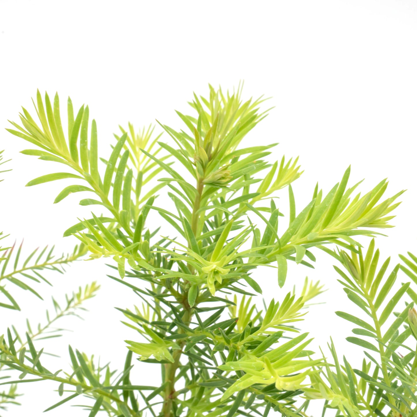 Coastal Redwood | Live Sapling in 2.5 Inch Nursery Cube | Sequoia sempervirens