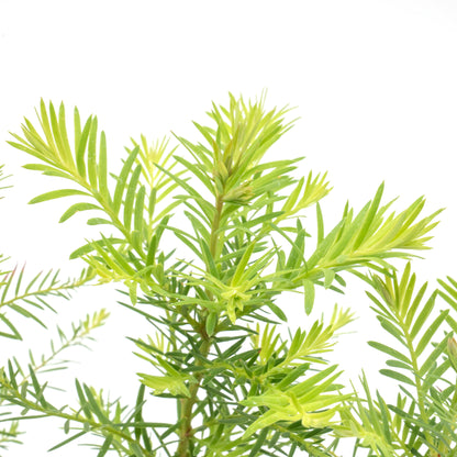 Coastal Redwood | Live Sapling in 2.5 Inch Nursery Cube | Sequoia sempervirens