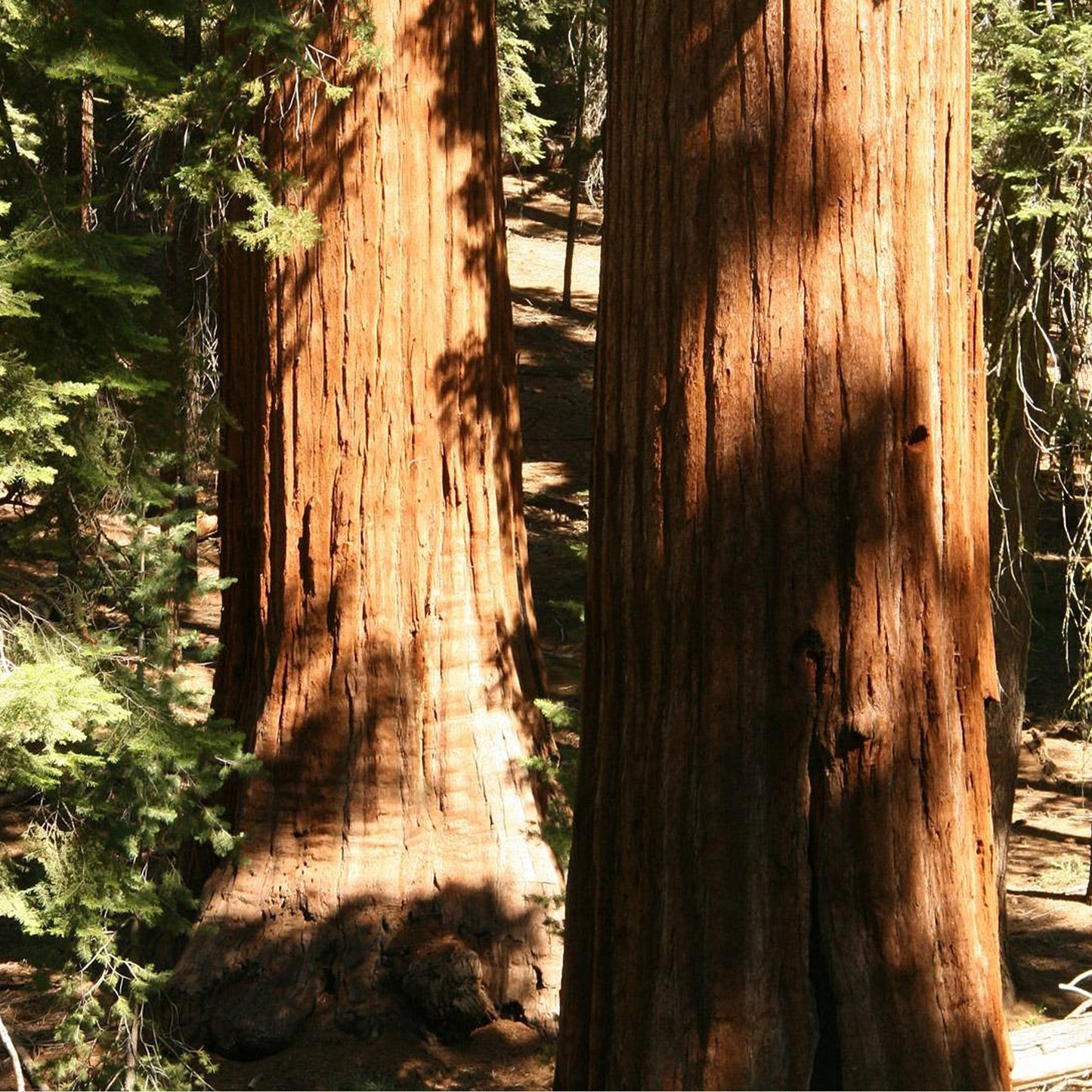 Coastal Redwood | Live Sapling in 2.5 Inch Nursery Cube | Sequoia sempervirens