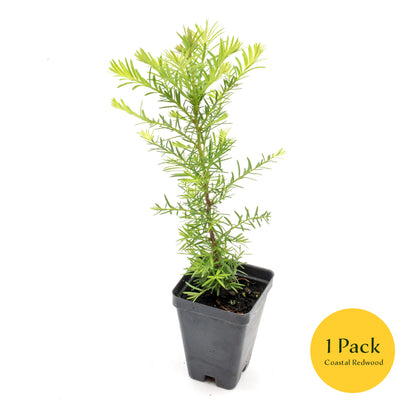 Coastal Redwood | Live Sapling in 2.5 Inch Nursery Cube | Sequoia sempervirens