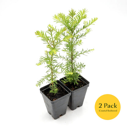 Coastal Redwood | Live Sapling in 2.5 Inch Nursery Cube | Sequoia sempervirens