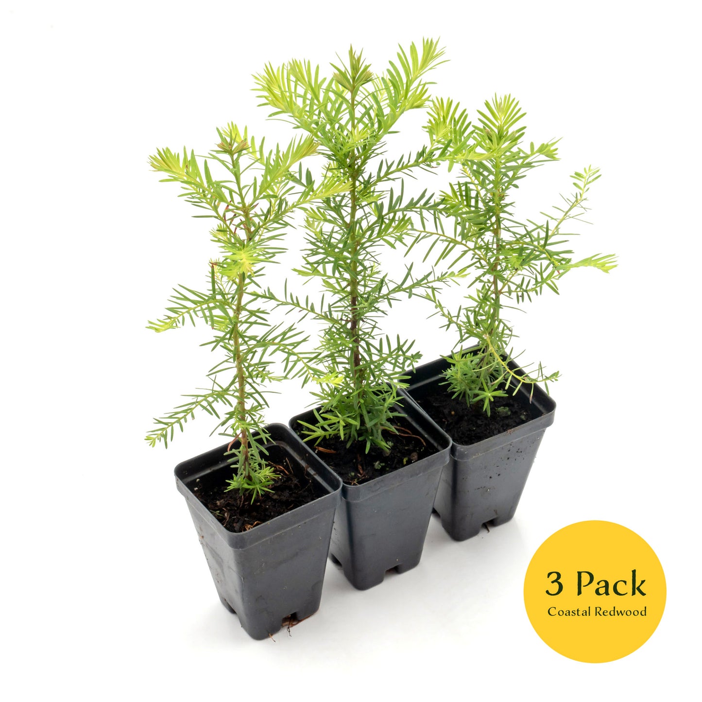 Coastal Redwood | Live Sapling in 2.5 Inch Nursery Cube | Sequoia sempervirens