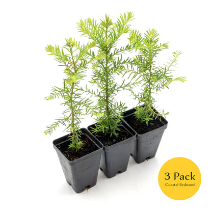 Coastal Redwood | Live Sapling in 2.5 Inch Nursery Cube | Sequoia sempervirens