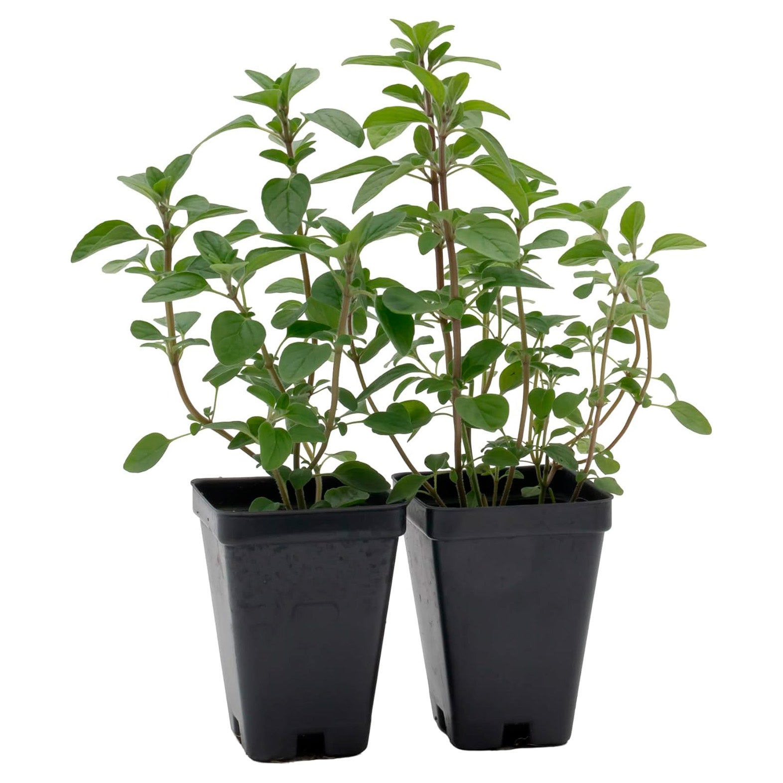 Common Oregano | Live Herb in 2.5 Inch Nursery Cube | Origanum Vulgare