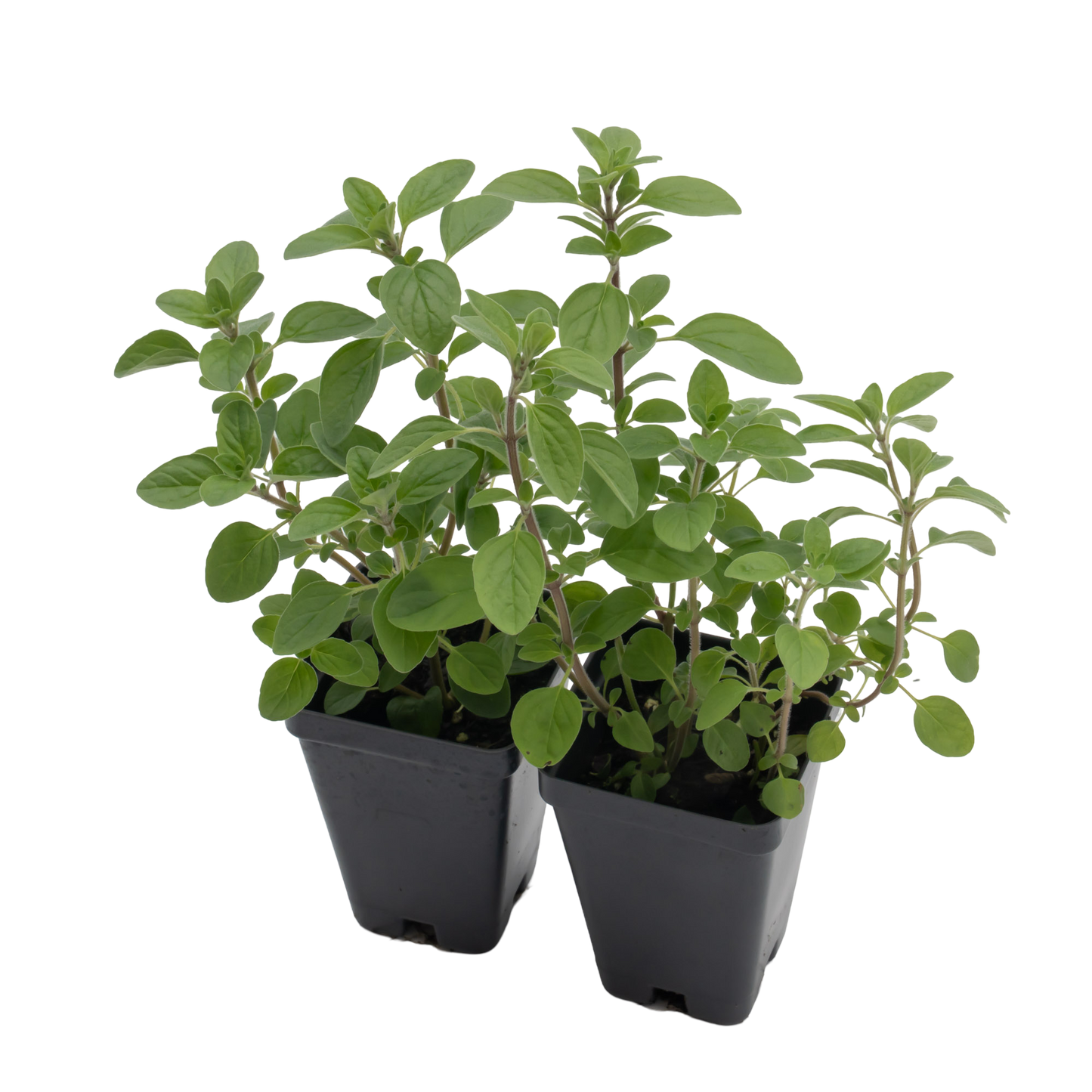 Common Oregano | Live Herb in 2.5 Inch Nursery Cube | Origanum Vulgare
