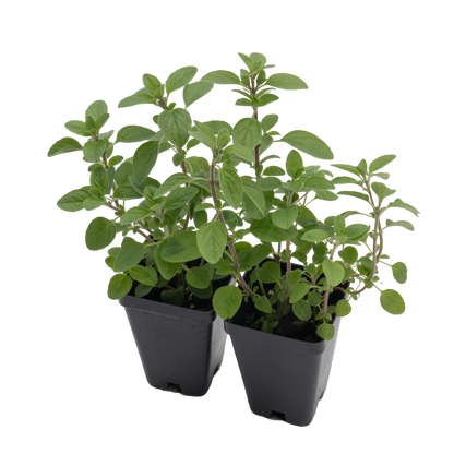 Common Oregano | Live Herb in 2.5 Inch Nursery Cube | Origanum Vulgare