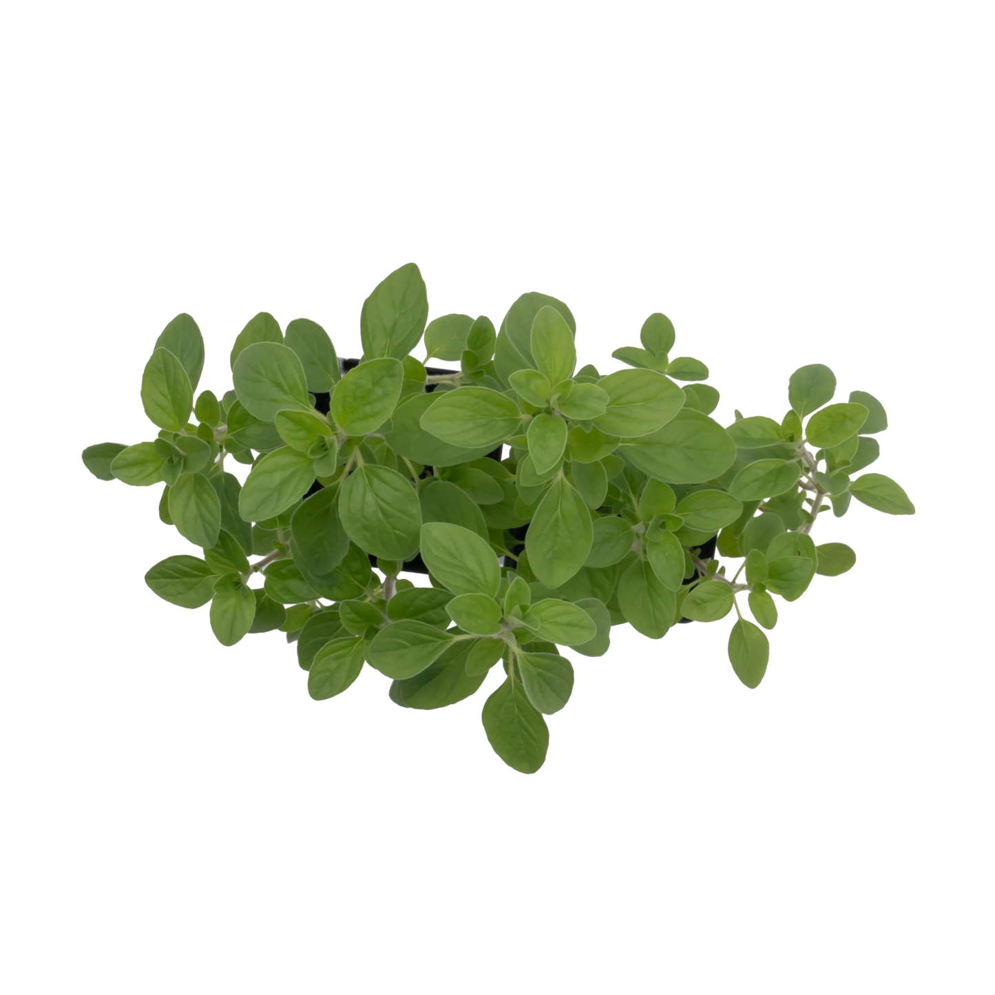 Common Oregano | Live Herb in 2.5 Inch Nursery Cube | Origanum Vulgare