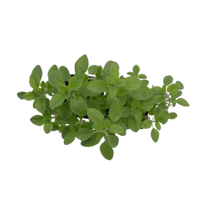 Common Oregano | Live Herb in 2.5 Inch Nursery Cube | Origanum Vulgare