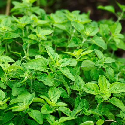 Common Oregano | Live Herb in 2.5 Inch Nursery Cube | Origanum Vulgare