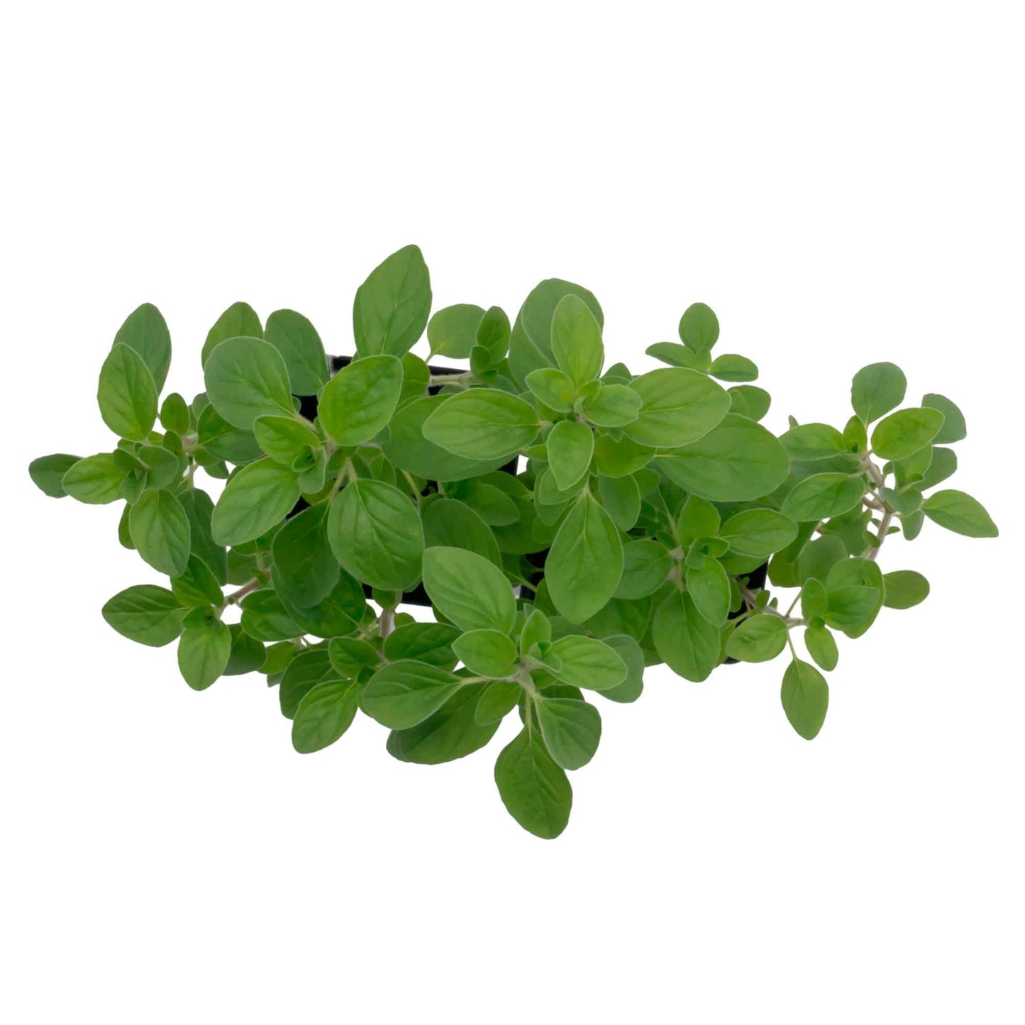 Common Oregano (Origanum Vulgare) in 3.5" Nursery Cubes