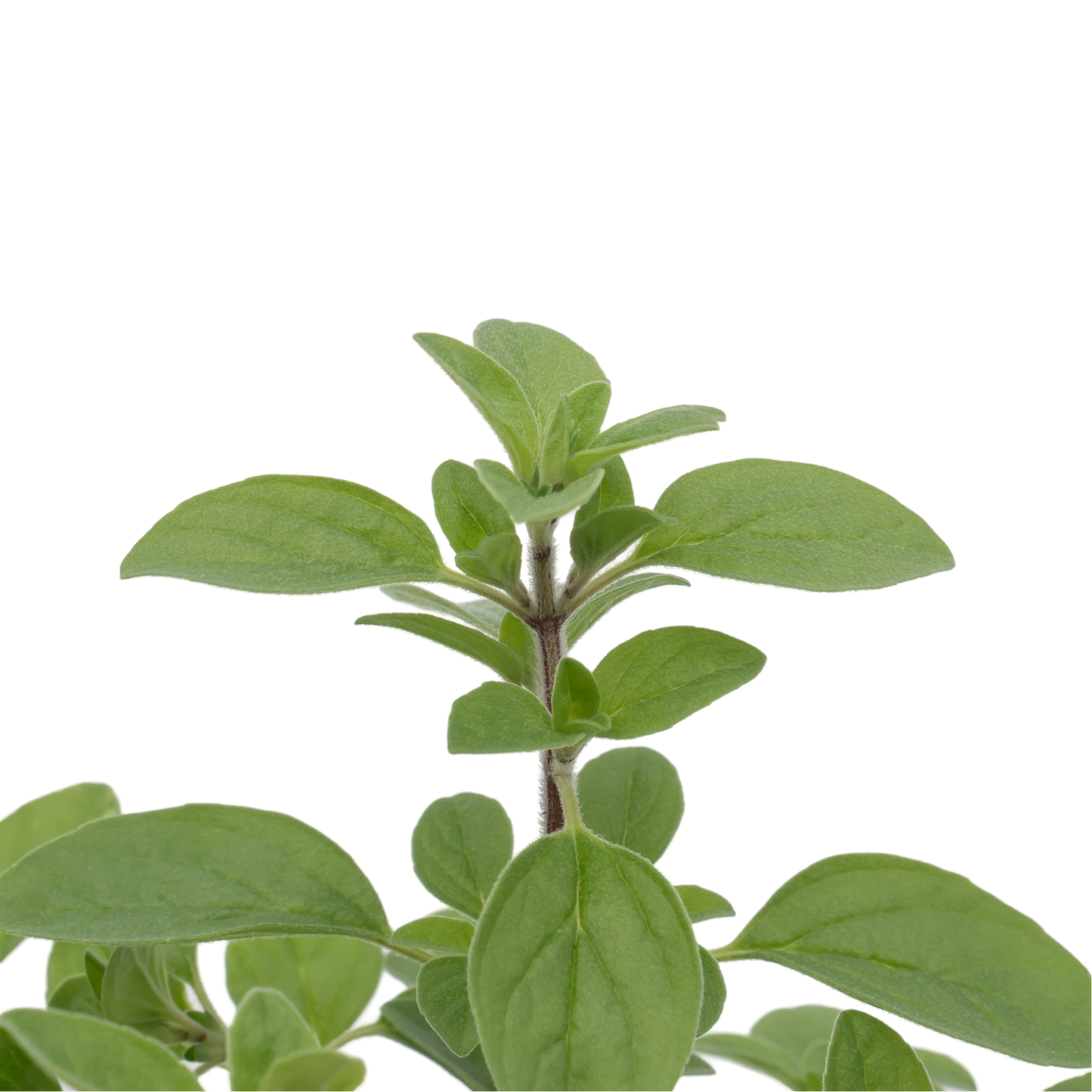 Common Oregano | Live Herb in 2.5 Inch Nursery Cube | Origanum Vulgare