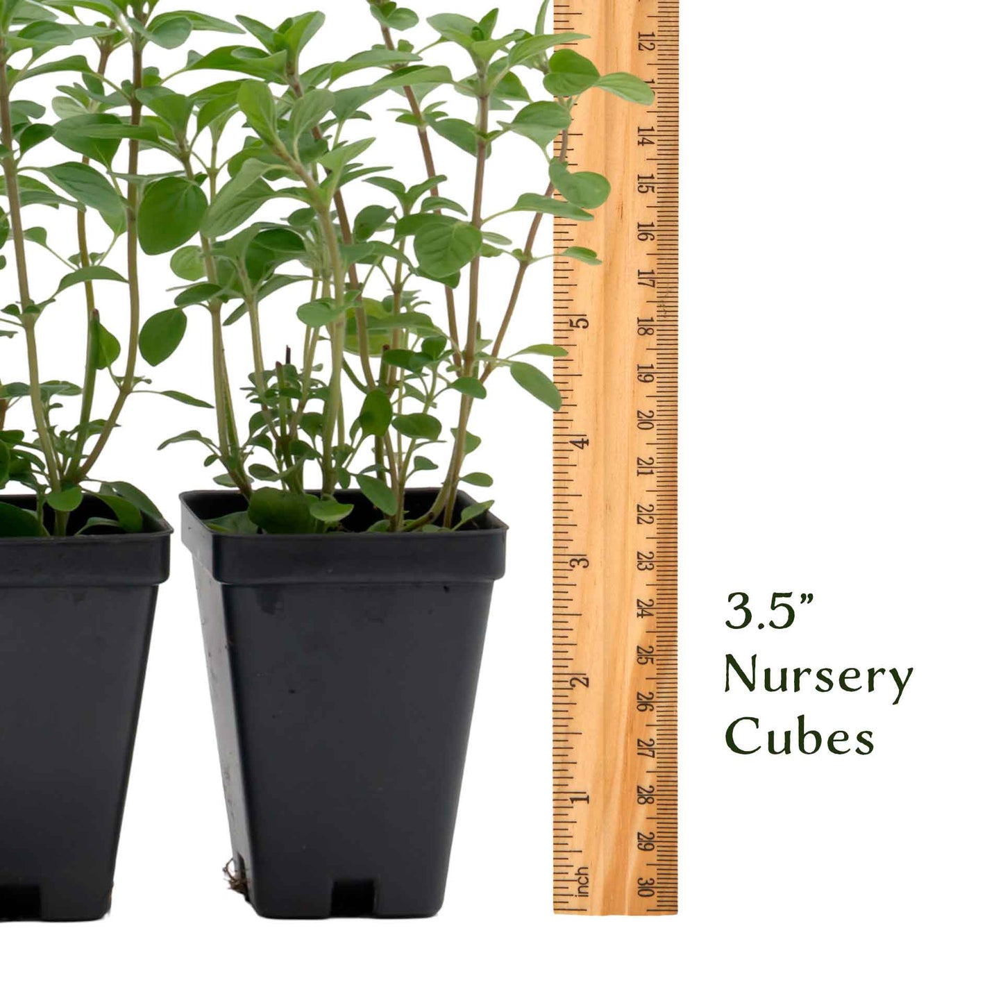Common Oregano (Origanum Vulgare) in 3.5" Nursery Cubes