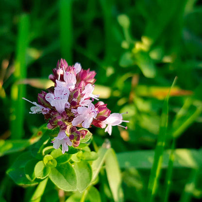 Common Oregano (Origanum Vulgare) in 3.5" Nursery Cubes
