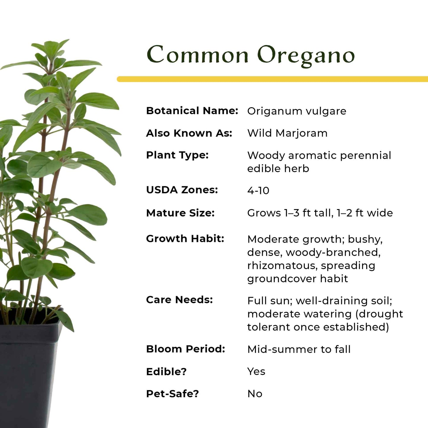 Common Oregano (Origanum Vulgare) in 3.5" Nursery Cubes