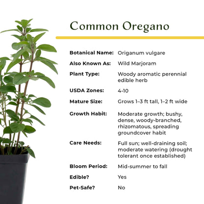 Common Oregano (Origanum Vulgare) in 3.5" Nursery Cubes