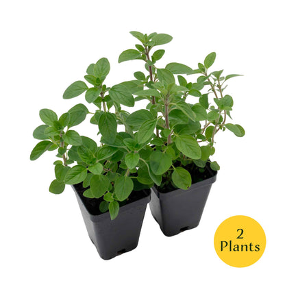 Common Oregano (Origanum Vulgare) in 3.5" Nursery Cubes