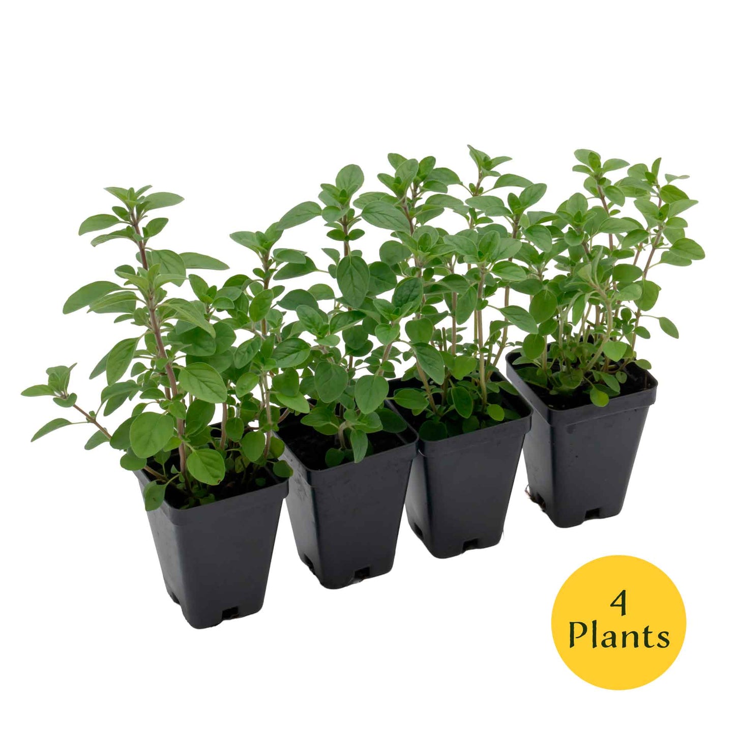 Common Oregano (Origanum Vulgare) in 3.5" Nursery Cubes