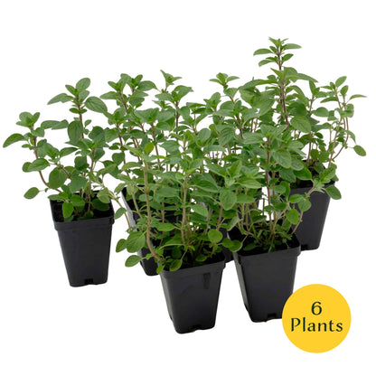 Common Oregano (Origanum Vulgare) in 3.5" Nursery Cubes