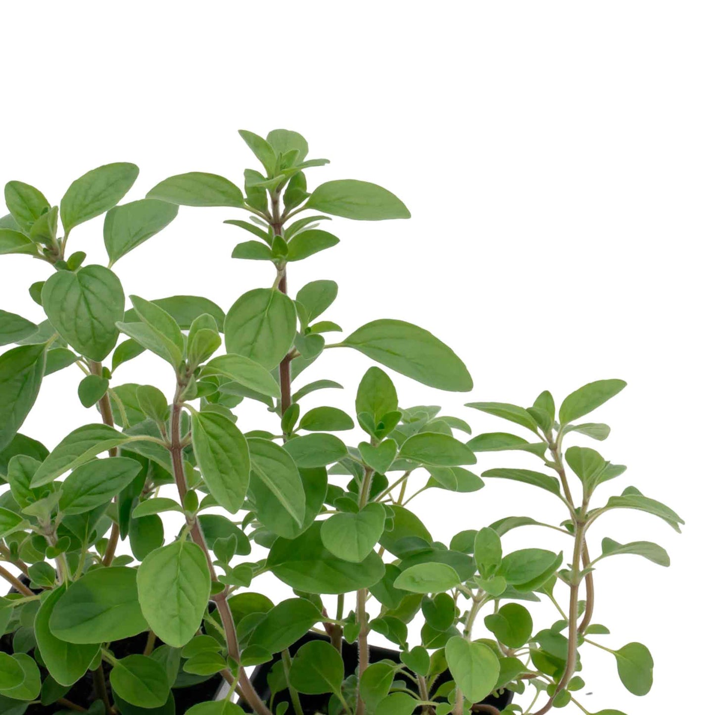 Common Oregano (Origanum Vulgare) in 3.5" Nursery Cubes