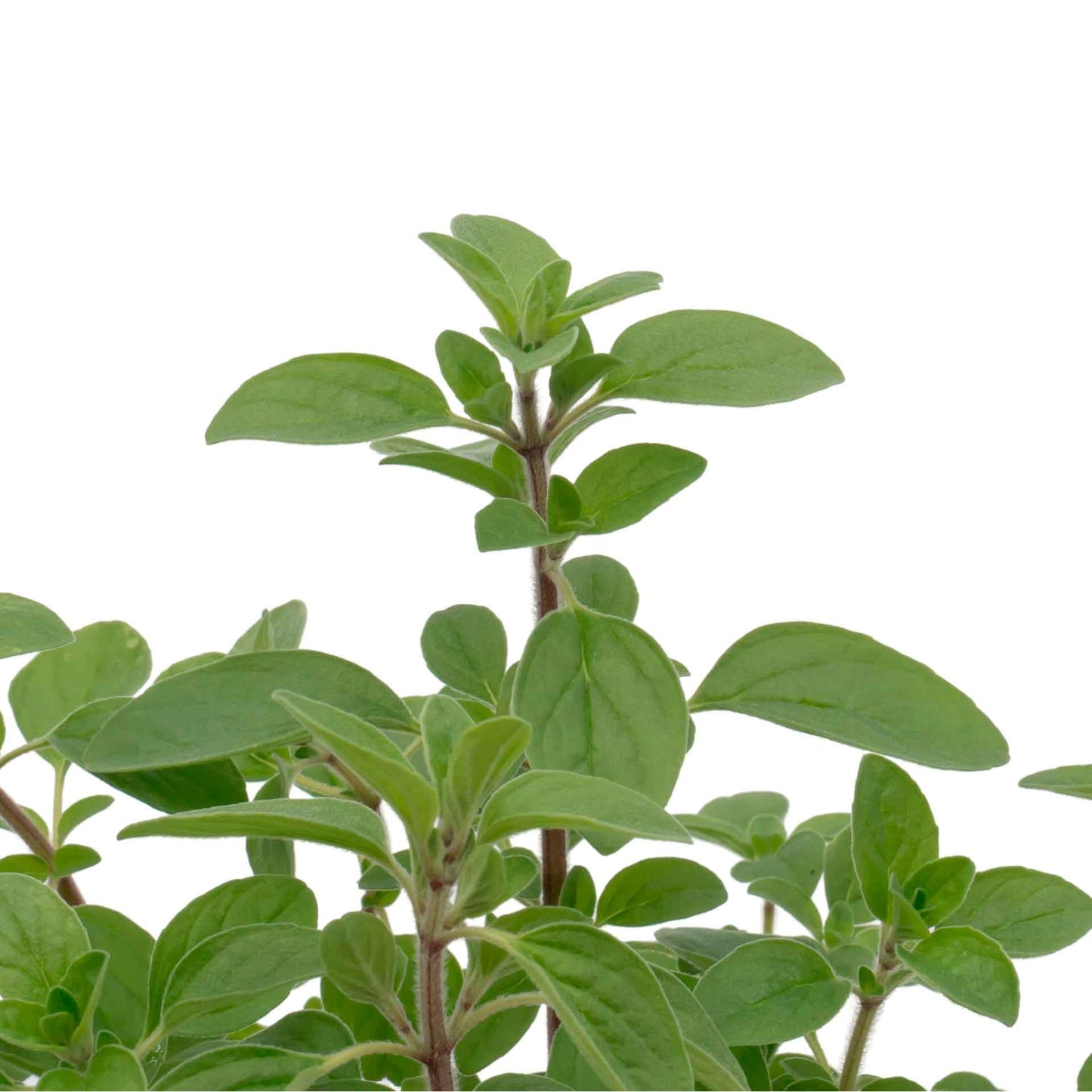 Common Oregano (Origanum Vulgare) in 3.5" Nursery Cubes