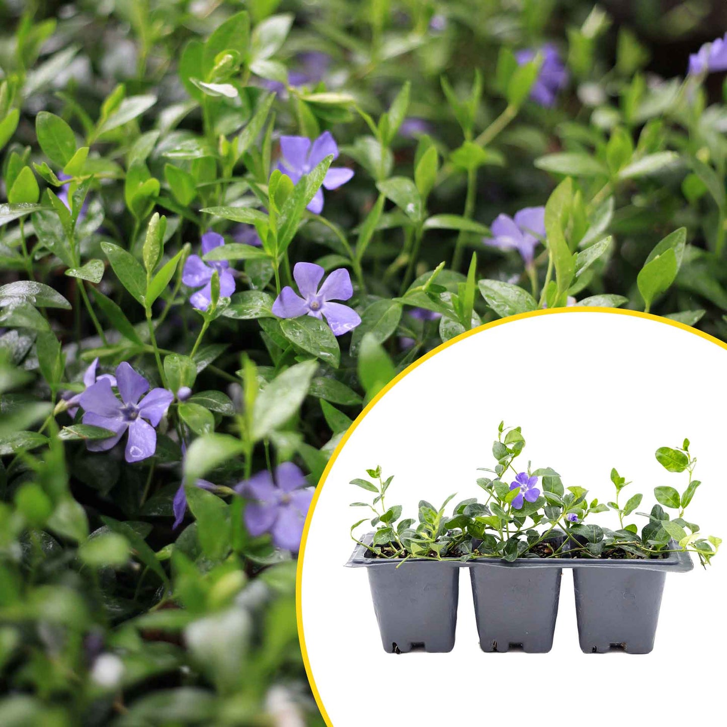 3 Common Blue Periwinkle Plants in 2.5" Cubes | Flowering Evergreen Groundcover | Spreading Shade Perennial for Landscaping (Vinca minor)
