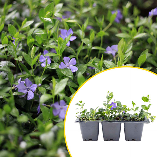 3 Common Blue Periwinkle Plants in 2.5" Cubes | Flowering Evergreen Groundcover | Spreading Shade Perennial for Landscaping (Vinca minor)
