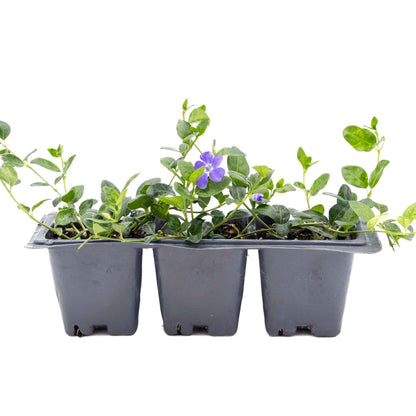 3 Common Blue Periwinkle Plants in 2.5" Cubes | Flowering Evergreen Groundcover | Spreading Shade Perennial for Landscaping (Vinca minor)