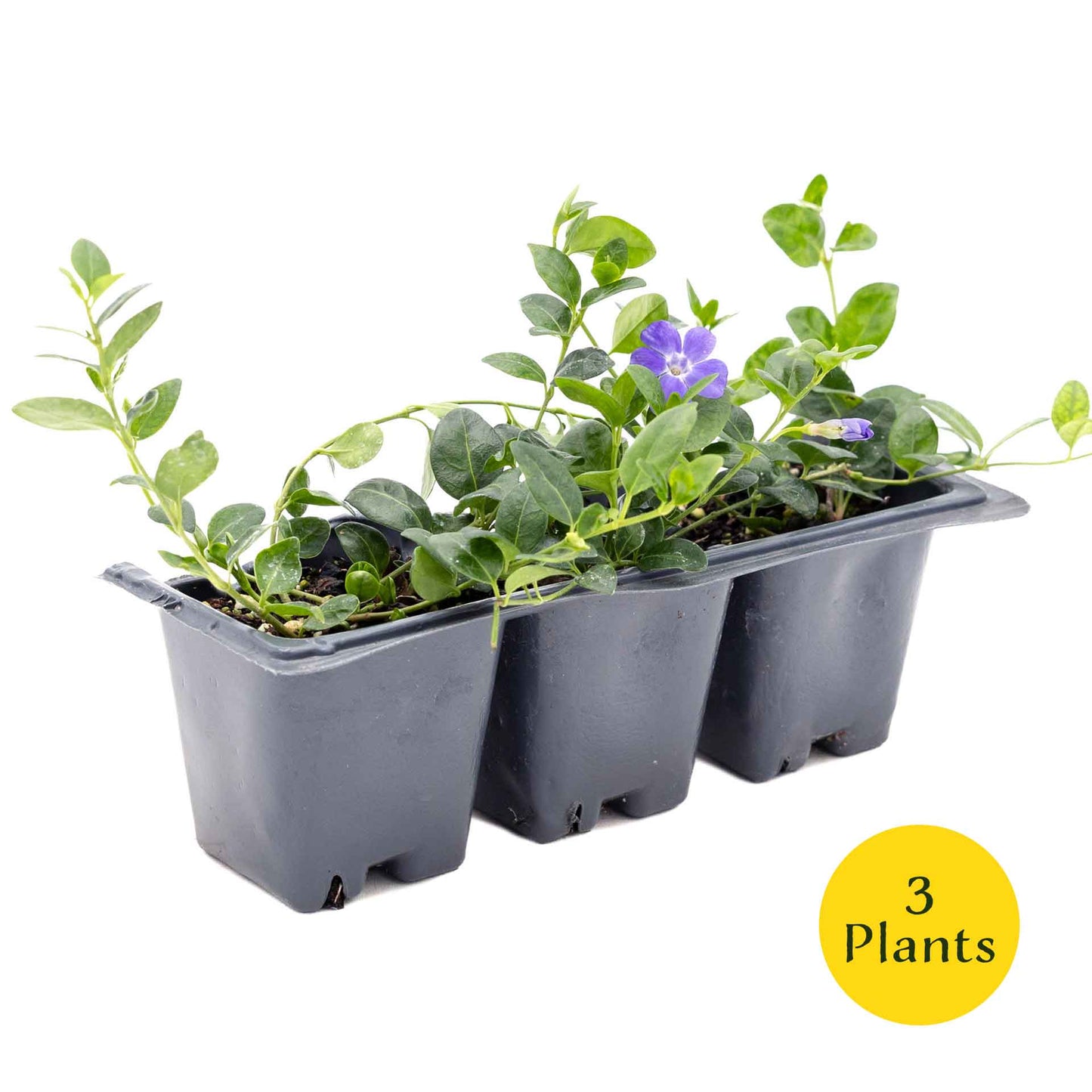 3 Common Blue Periwinkle Plants in 2.5" Cubes | Flowering Evergreen Groundcover | Spreading Shade Perennial for Landscaping (Vinca minor)