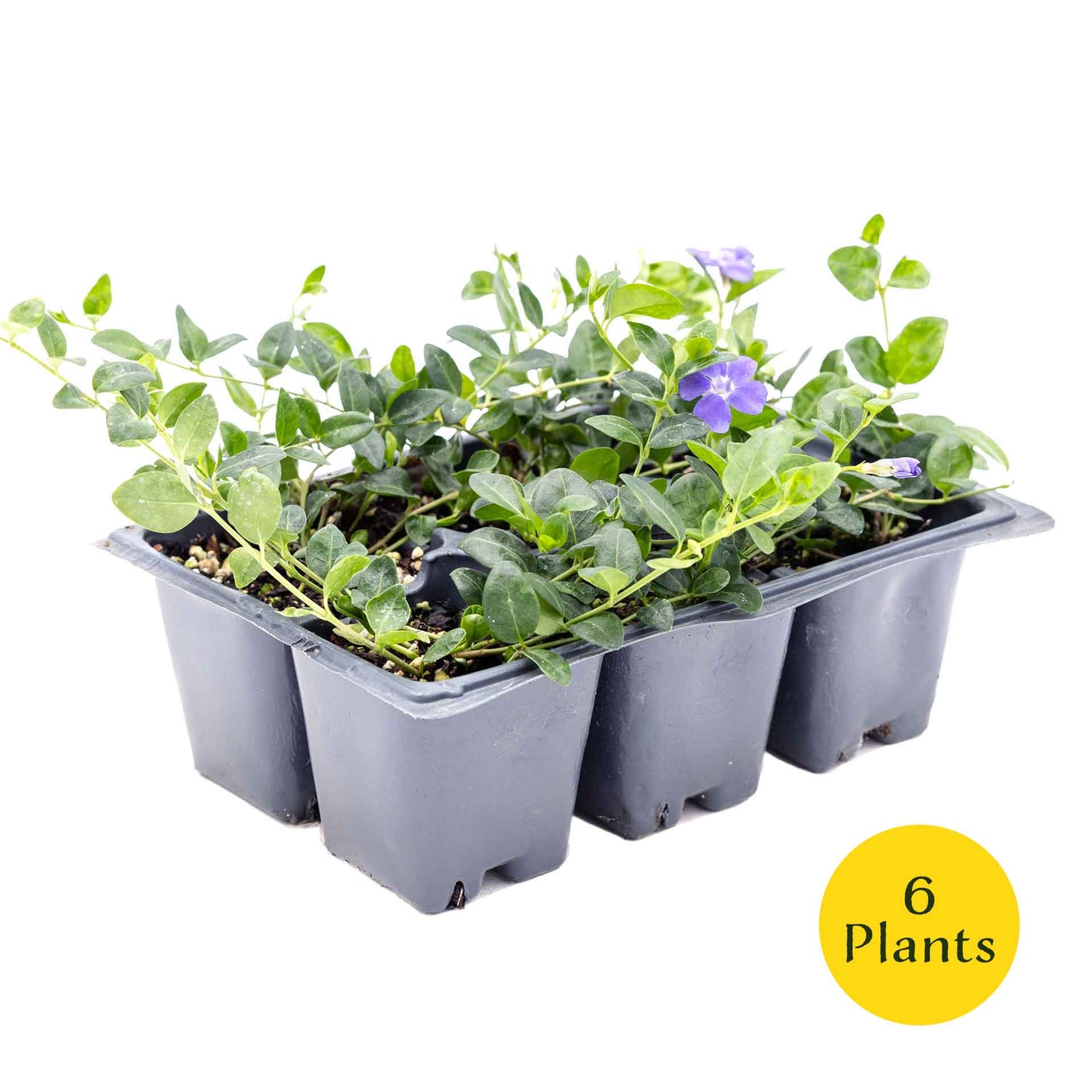 3 Common Blue Periwinkle Plants in 2.5" Cubes | Flowering Evergreen Groundcover | Spreading Shade Perennial for Landscaping (Vinca minor)