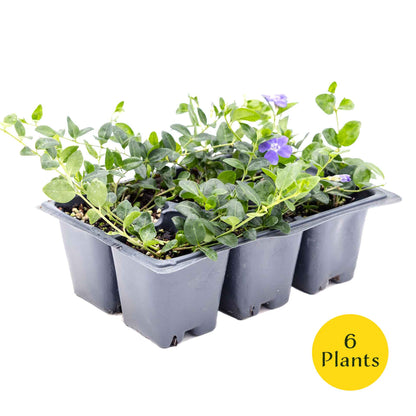 3 Common Blue Periwinkle Plants in 2.5" Cubes | Flowering Evergreen Groundcover | Spreading Shade Perennial for Landscaping (Vinca minor)
