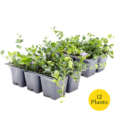 3 Common Blue Periwinkle Plants in 2.5" Cubes | Flowering Evergreen Groundcover | Spreading Shade Perennial for Landscaping (Vinca minor)