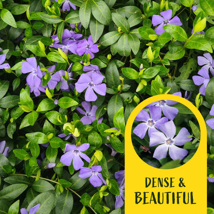 3 Common Blue Periwinkle Plants in 2.5" Cubes | Flowering Evergreen Groundcover | Spreading Shade Perennial for Landscaping (Vinca minor)