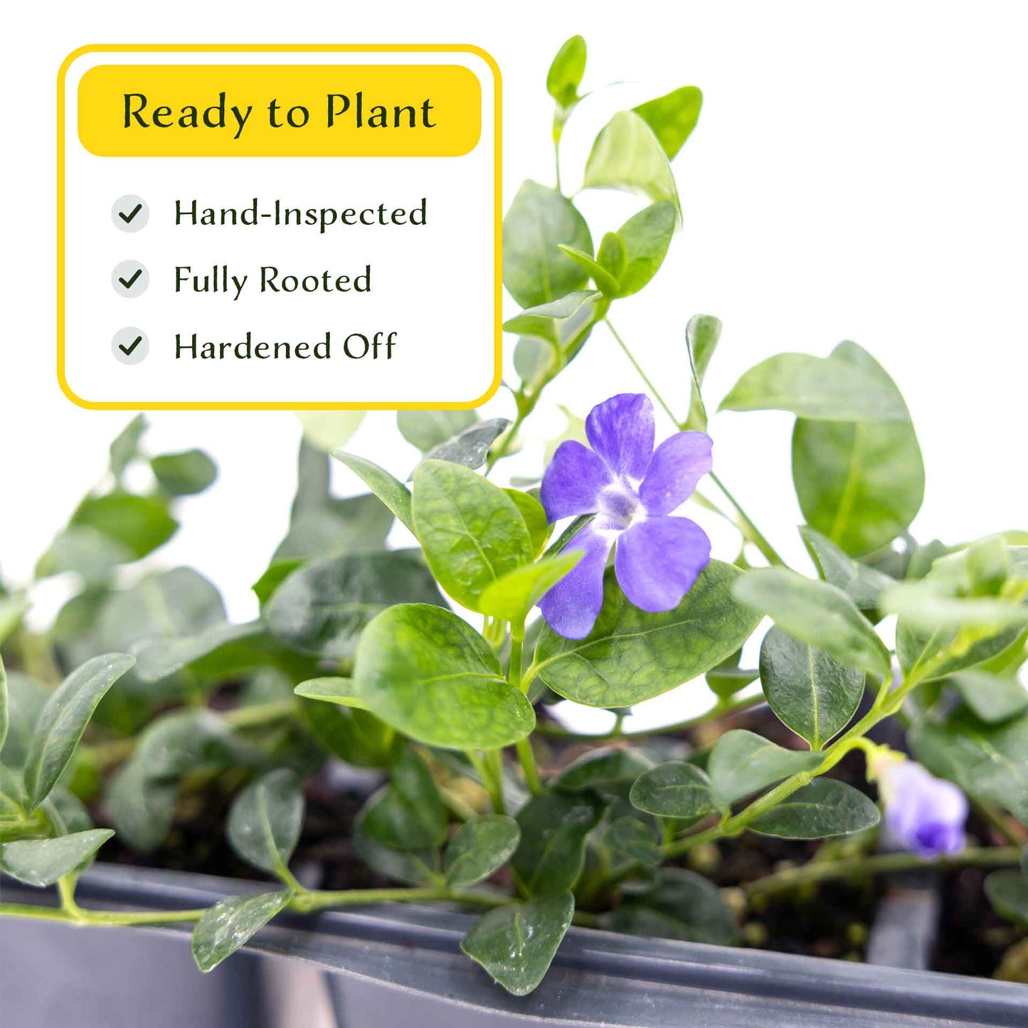 3 Common Blue Periwinkle Plants in 2.5" Cubes | Flowering Evergreen Groundcover | Spreading Shade Perennial for Landscaping (Vinca minor)