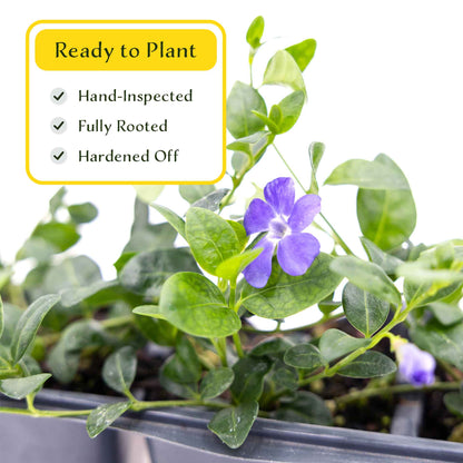 3 Common Blue Periwinkle Plants in 2.5" Cubes | Flowering Evergreen Groundcover | Spreading Shade Perennial for Landscaping (Vinca minor)