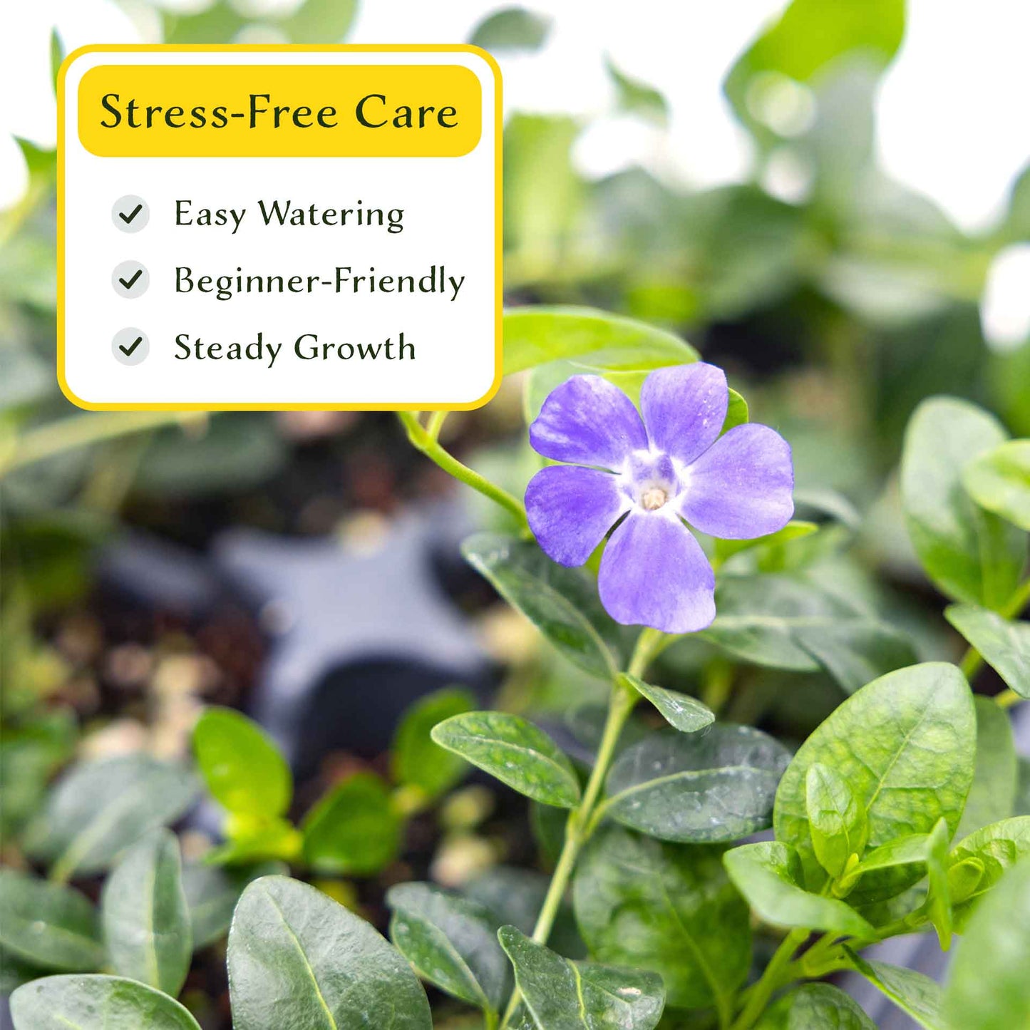 3 Common Blue Periwinkle Plants in 2.5" Cubes | Flowering Evergreen Groundcover | Spreading Shade Perennial for Landscaping (Vinca minor)