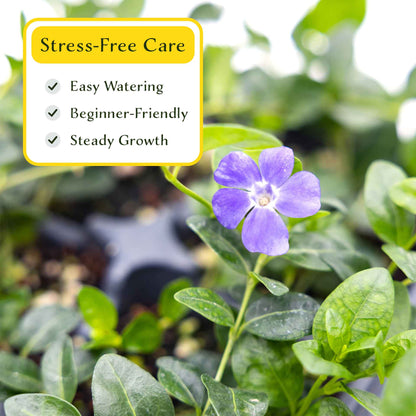3 Common Blue Periwinkle Plants in 2.5" Cubes | Flowering Evergreen Groundcover | Spreading Shade Perennial for Landscaping (Vinca minor)