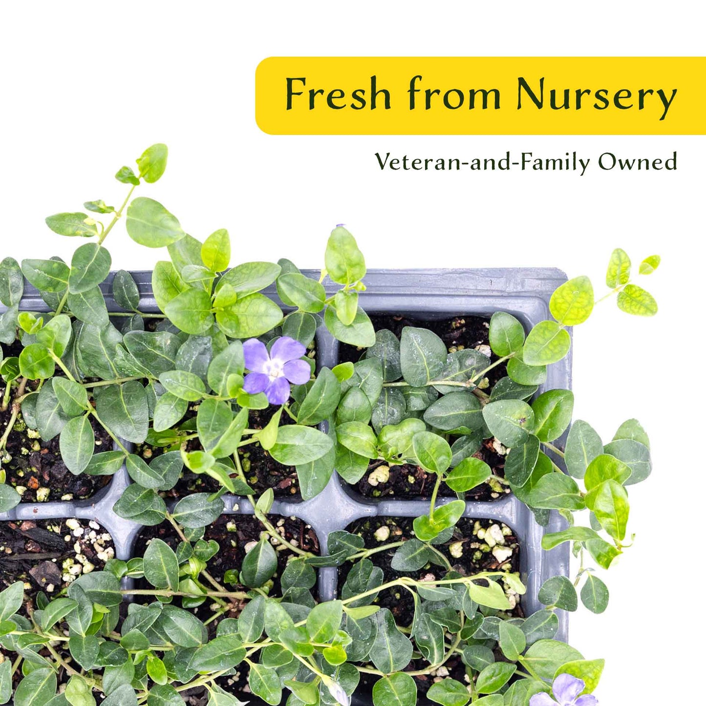 3 Common Blue Periwinkle Plants in 2.5" Cubes | Flowering Evergreen Groundcover | Spreading Shade Perennial for Landscaping (Vinca minor)