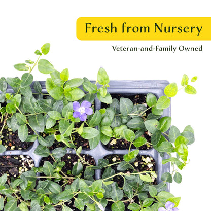 3 Common Blue Periwinkle Plants in 2.5" Cubes | Flowering Evergreen Groundcover | Spreading Shade Perennial for Landscaping (Vinca minor)